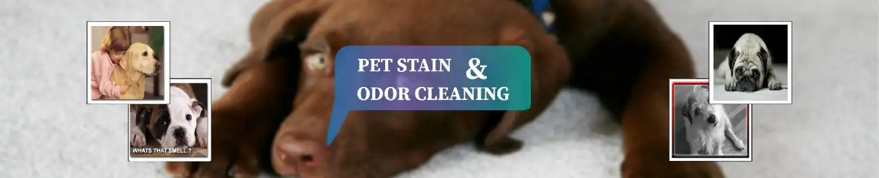 Pet stain and odor cleaning in brooklyn ny