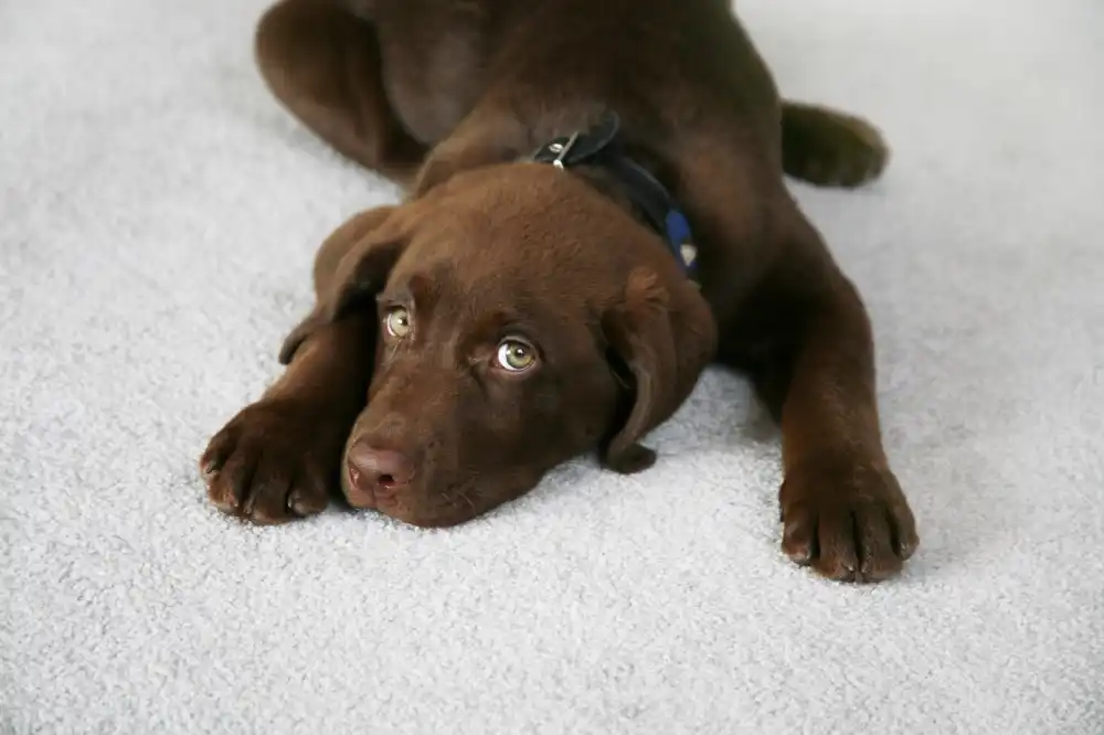 Pet stain and odor cleaning brooklyn ny